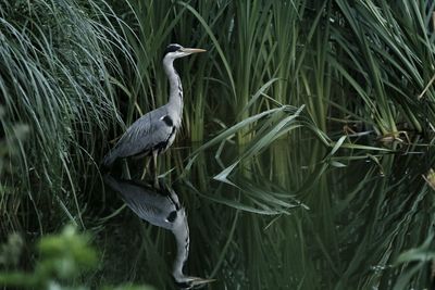 High angle view of gray heron perching on grass