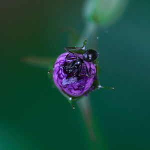 Close-up of ant on purple flower