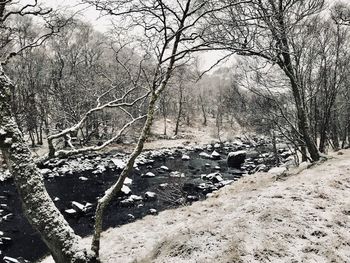 Bare trees in forest during winter