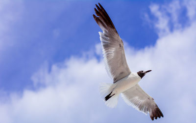 Low angle view of seagull flying in sky