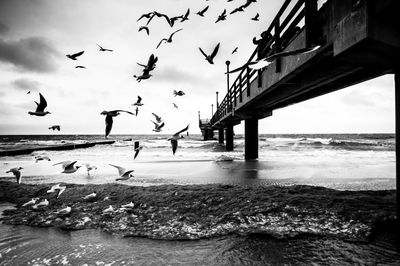 Seagulls flying over sea