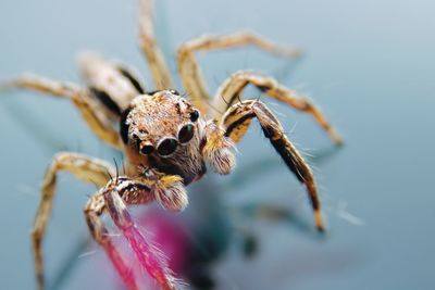 Close-up of spider