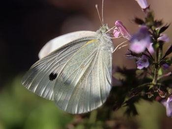 Close-up of butterfly pollinating on purple flower