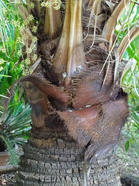 Close-up of tree trunk