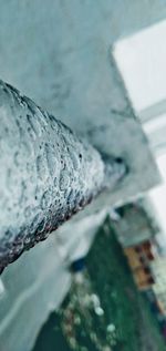 Close-up of frozen plant against wall