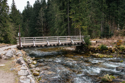 Bridge over river amidst trees in forest