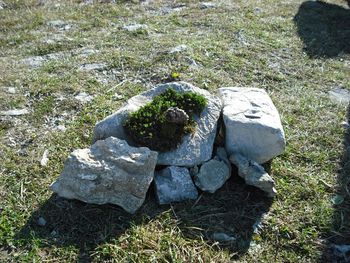 Rocks on grassy field