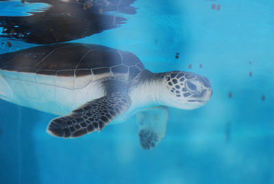 Adorable baby sea turtle swimming underwater.