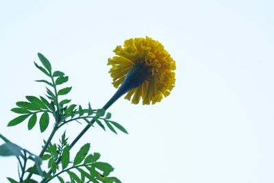 Close-up of yellow flower against white background