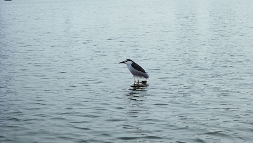 View of birds in water