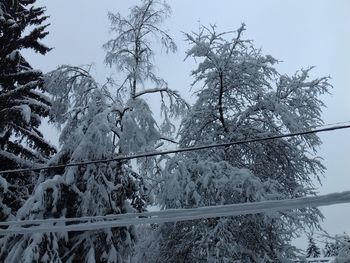 Low angle view of trees against sky during winter