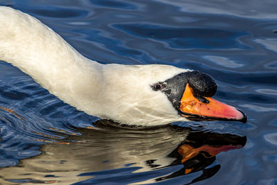 Close-up of swan swimming in lake