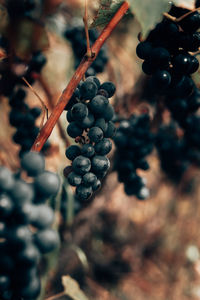 Close-up of grapes growing in vineyard