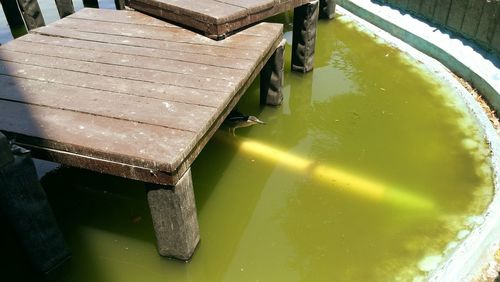 Close-up of food in water