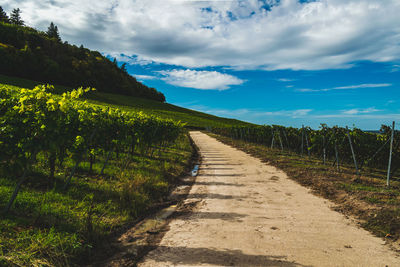 Narrow road along plants on field against sky