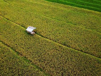 The beauty of the panorama terracing of the green and fertile rice fields of indonesia 