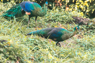 Peacocks walk