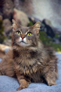 Close-up portrait of a cat