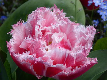 Close-up of pink flowers