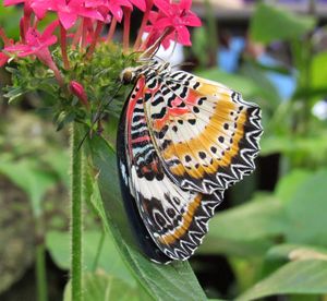 Close-up of butterfly on flower