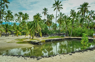 Scenic view of palm trees against sky