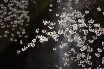 Close-up of flowers on tree