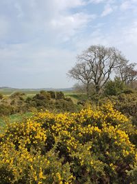 Yellow flowering plants on field against sky