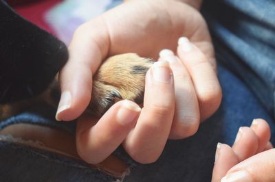 Close-up of hand holding dog paw