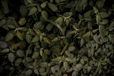 Full frame shot of fresh green leaves