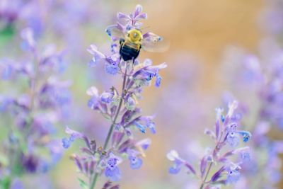 Close-up of insect on purple flowering plant