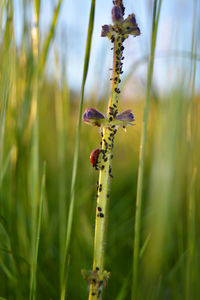 Close-up of plant