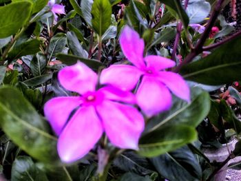 Close-up of pink flowers