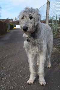 Close-up of dog against sky