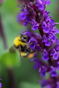 Close-up of bee pollinating on lavender