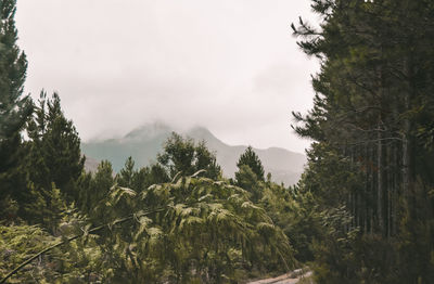 Scenic view of forest against sky