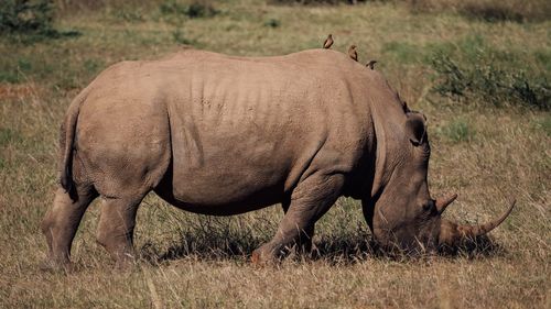 Side view of rhinoceros