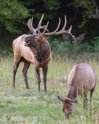 A bull and cow in a meadow