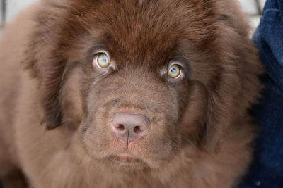 Purebred brown newfoundland puppy dog close up.