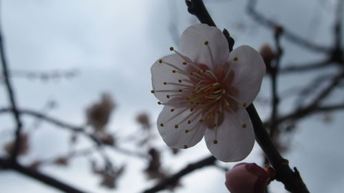 Close-up of white flowers on branch