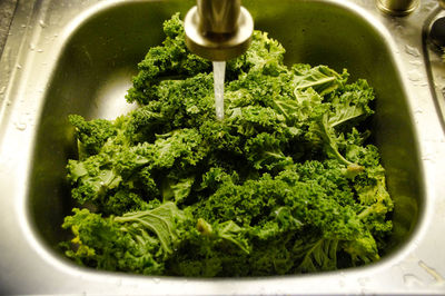 High angle view of kale in sink