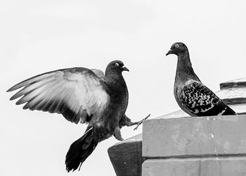 Low angle view of birds perching against clear sky