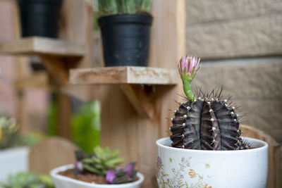 Close-up of potted plant