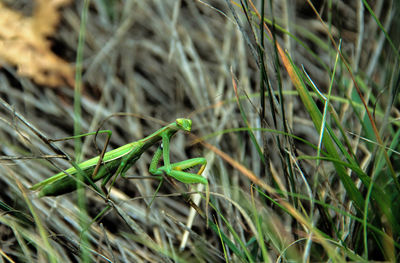 Close-up of insect on grass