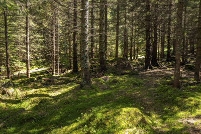 Trees in forest