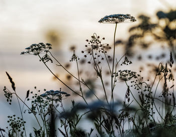 Close-up of plant against sky at sunset