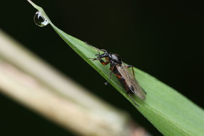 Close-up of insect on leaf