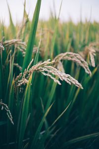 Close-up of wheat growing on field