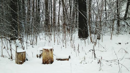 Bare trees on snow covered field in forest