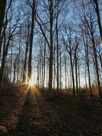 Road passing through forest