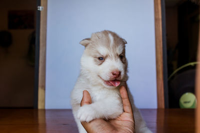 Siberian husky puppy.